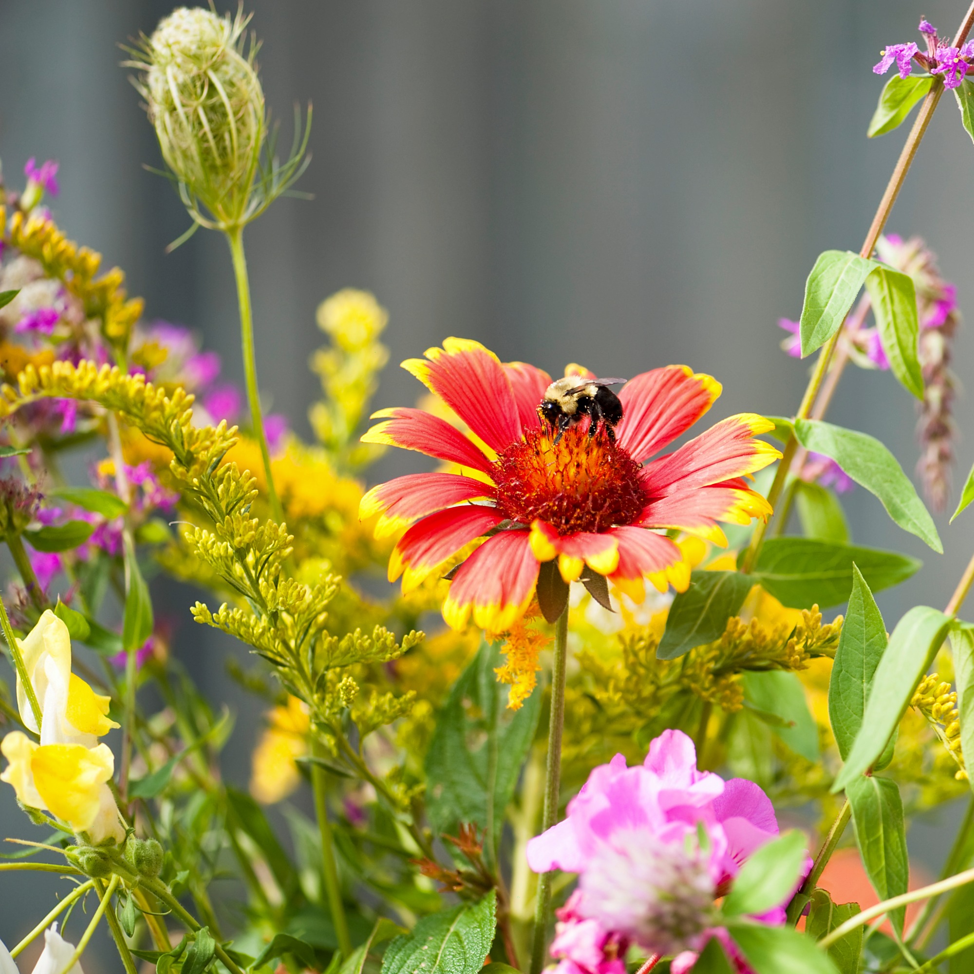 Bee on flower in pollinator garden