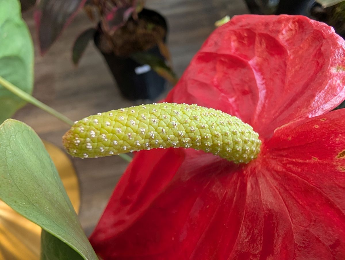 Google Pixel 9 Pro XL macro sample.