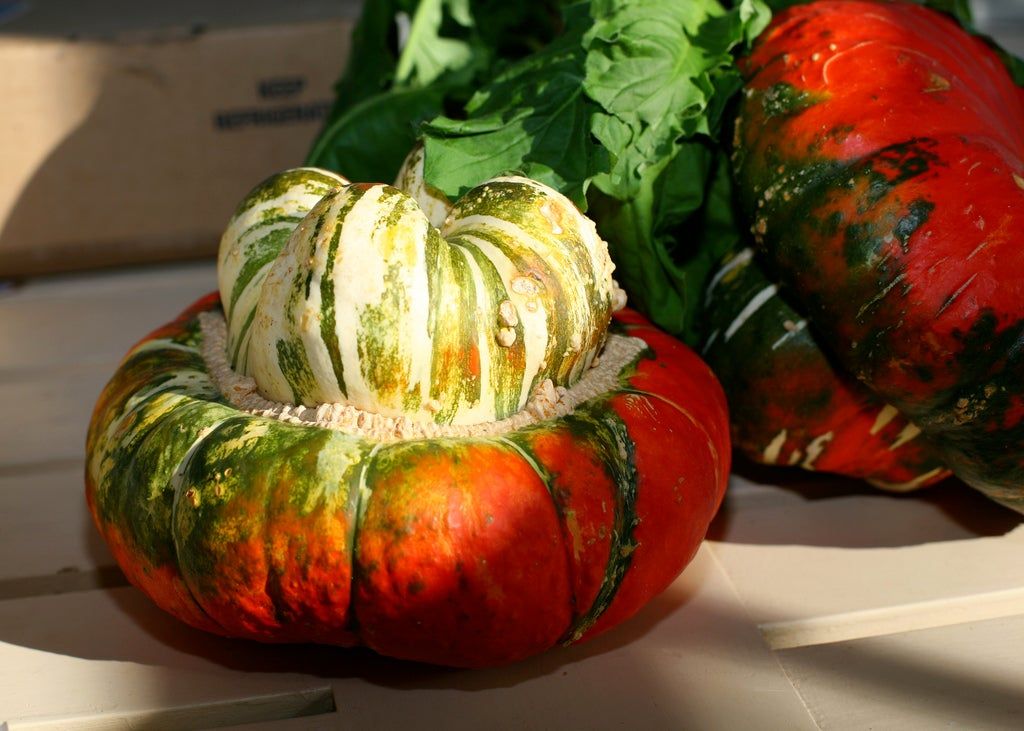 Multicolored Turk&amp;#39;s Turban Squash