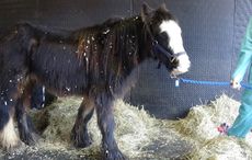 Bransby rescue