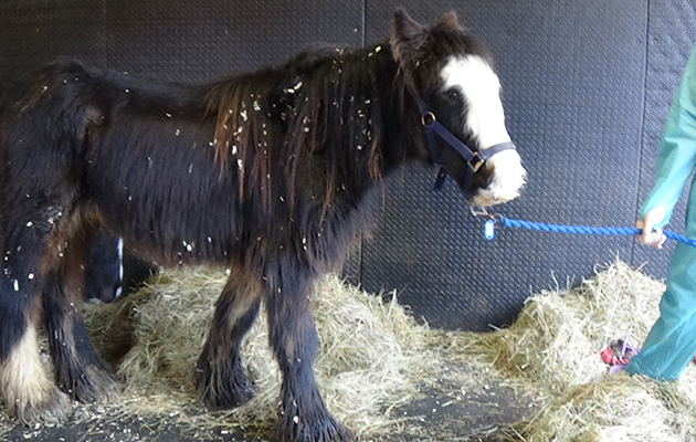 Bransby rescue