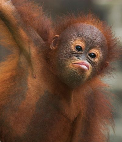 Lip, Cheek, Organism, Natural environment, Skin, Primate, Forehead, Shoulder, Vertebrate, Terrestrial animal,