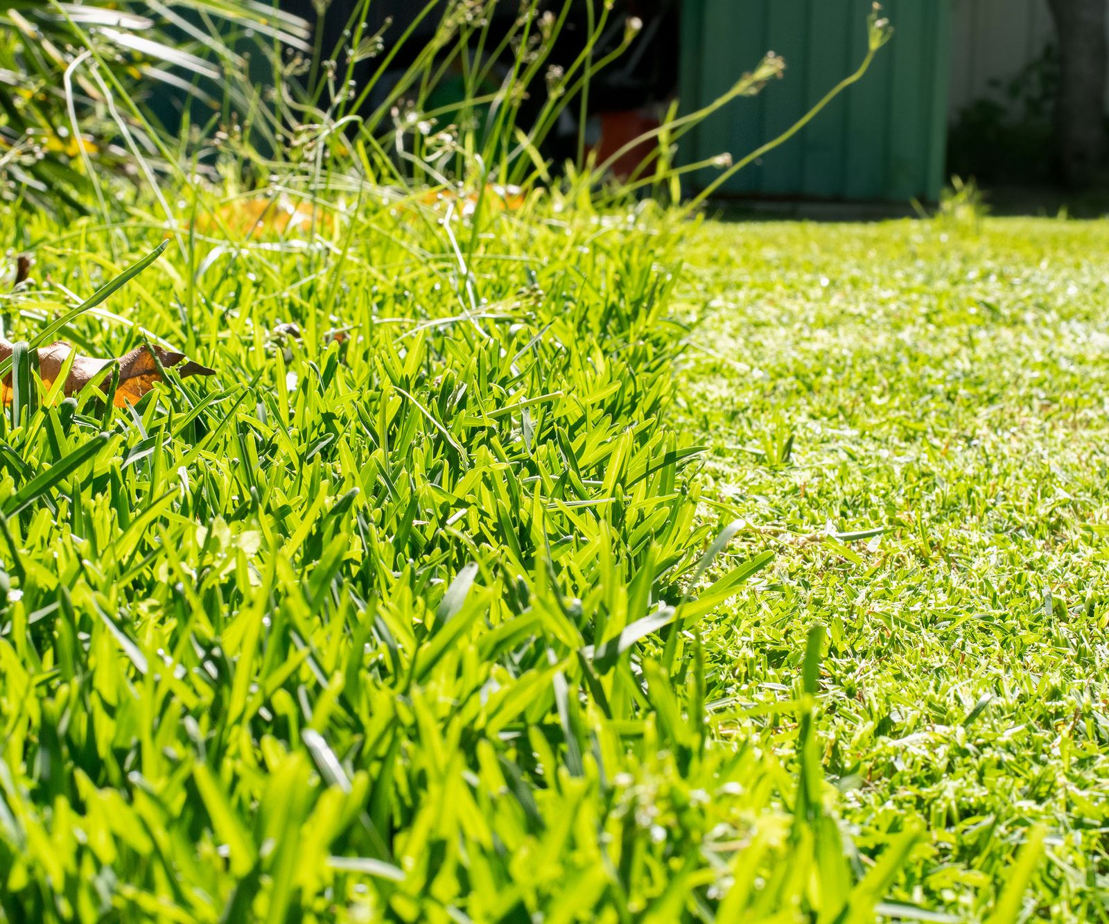 When can you mow the lawn after overseeding? Experts advise Homes & Gardens