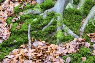 Viltrox AF 85mm F1.4 Pro lens sample gallery: moss and autumn leaves at the base of a tree