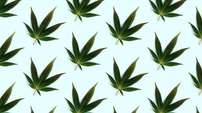 green marijuana leaves spread on light blue background