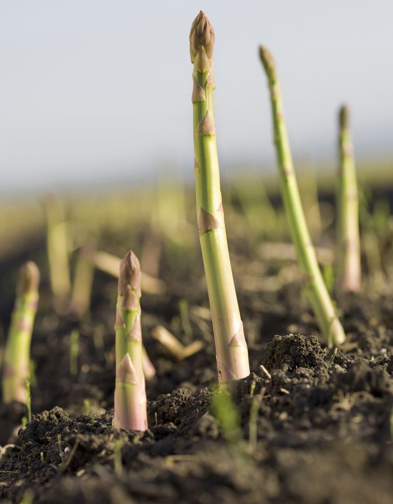Monty Don's asparagus growing tips Homes & Gardens