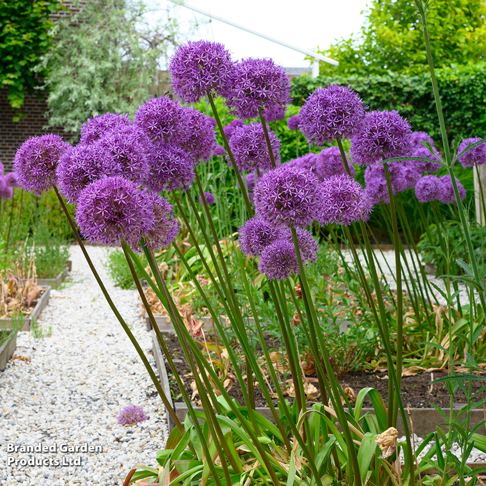 Allium 'globemaster'