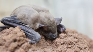 Lesser Asiatic yellow bat lying on a rock
