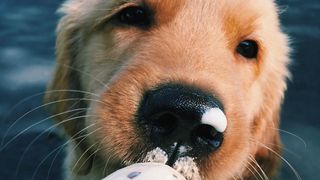 dog ice cream parlor virginia