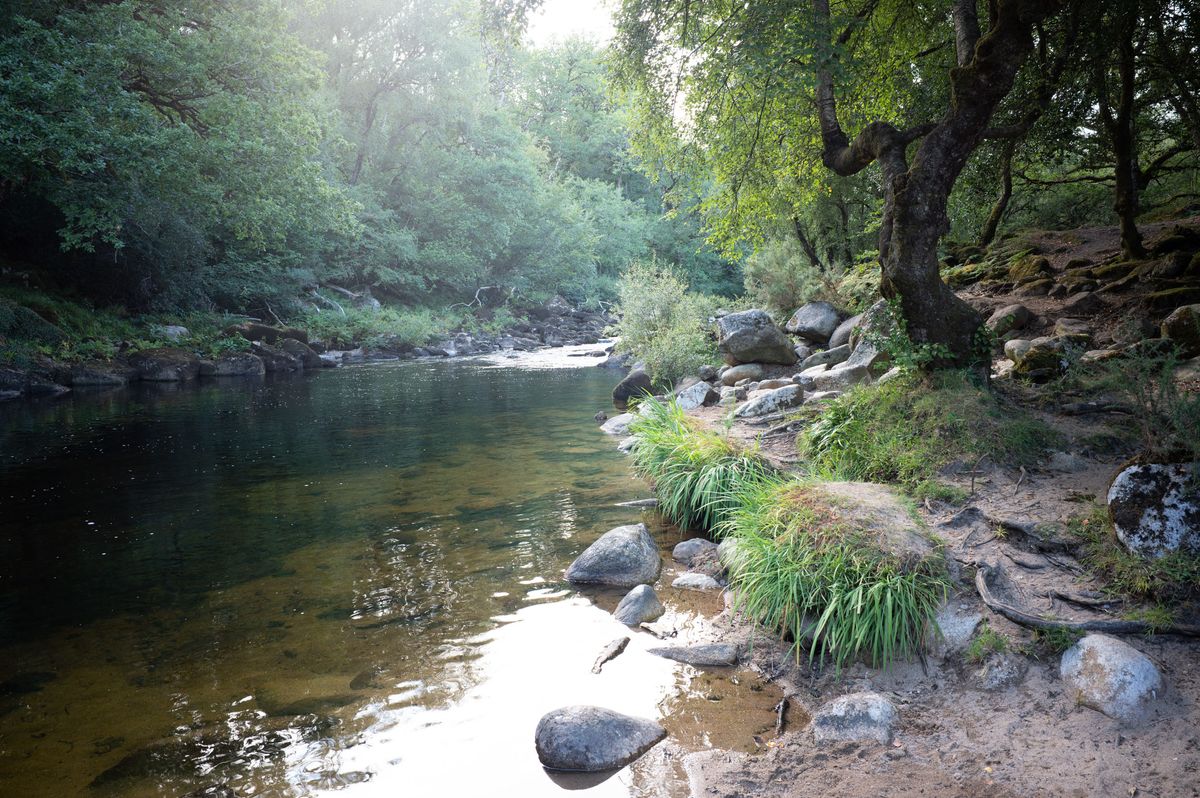 A tree lined river at last light