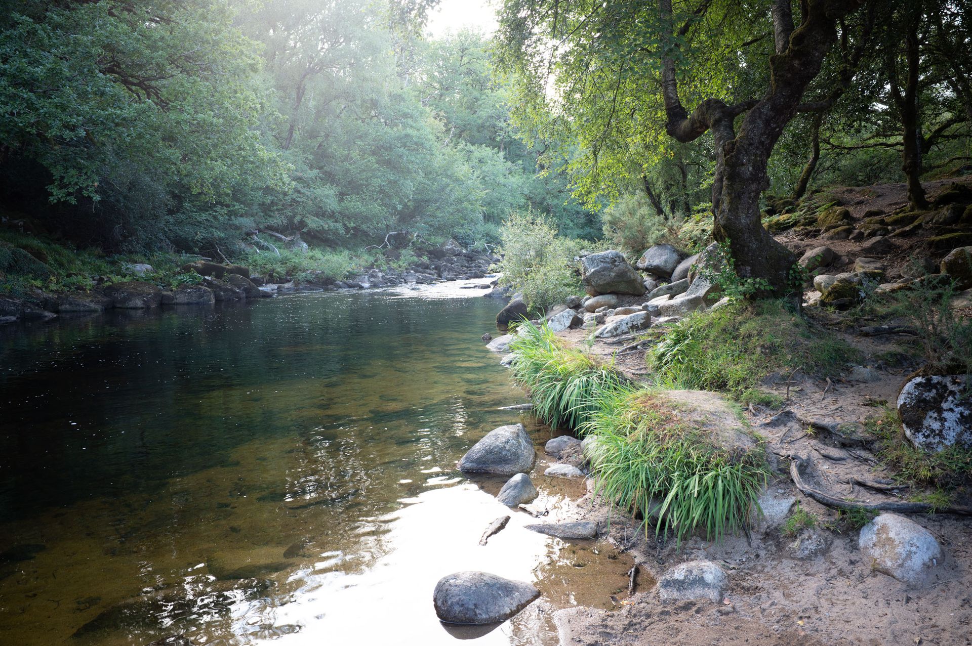 A tree lined river at last light