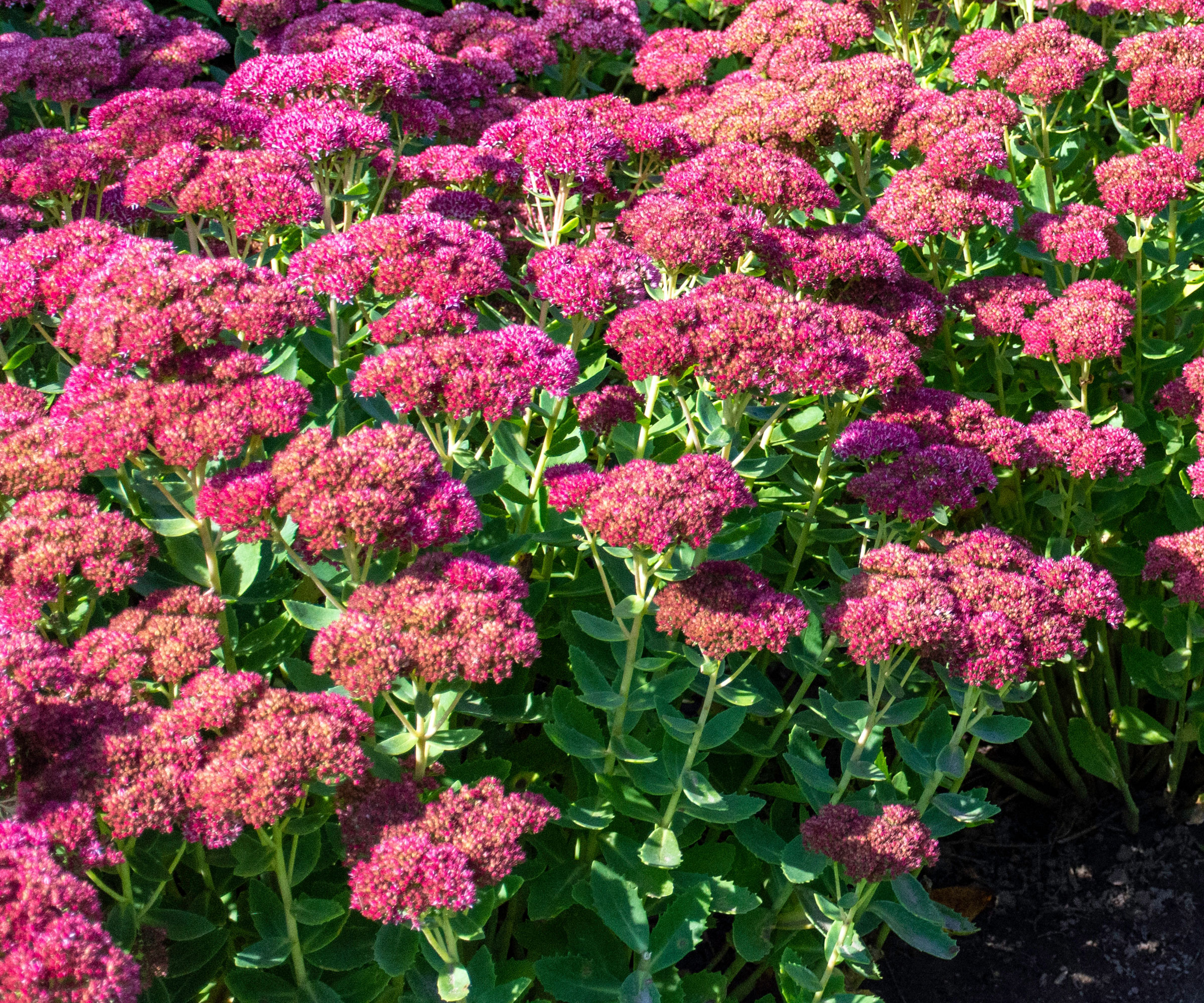 sedum Autumn Joy in full bloom
