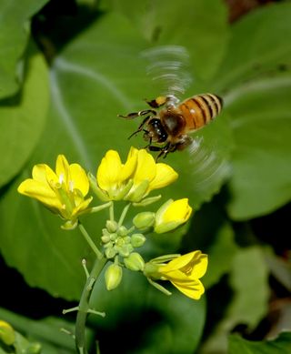 A honeybee flies up to a bright yellow flower.