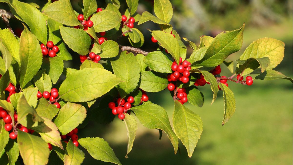 How to grow winterberry: experts share their top tips | Homes and Gardens