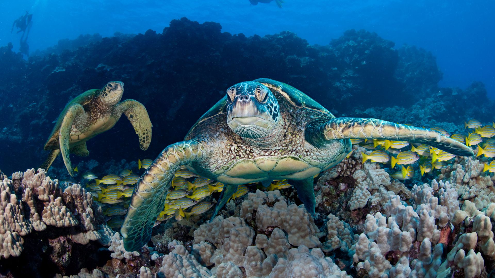 A pair of green turtles swimming in the sea