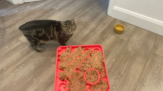 Megan feeding Nala the LickiMat Catster, one of the best cat puzzle feeders