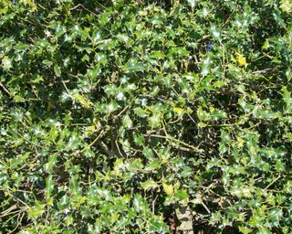 Holly bush in bright sunlight in wintertime.