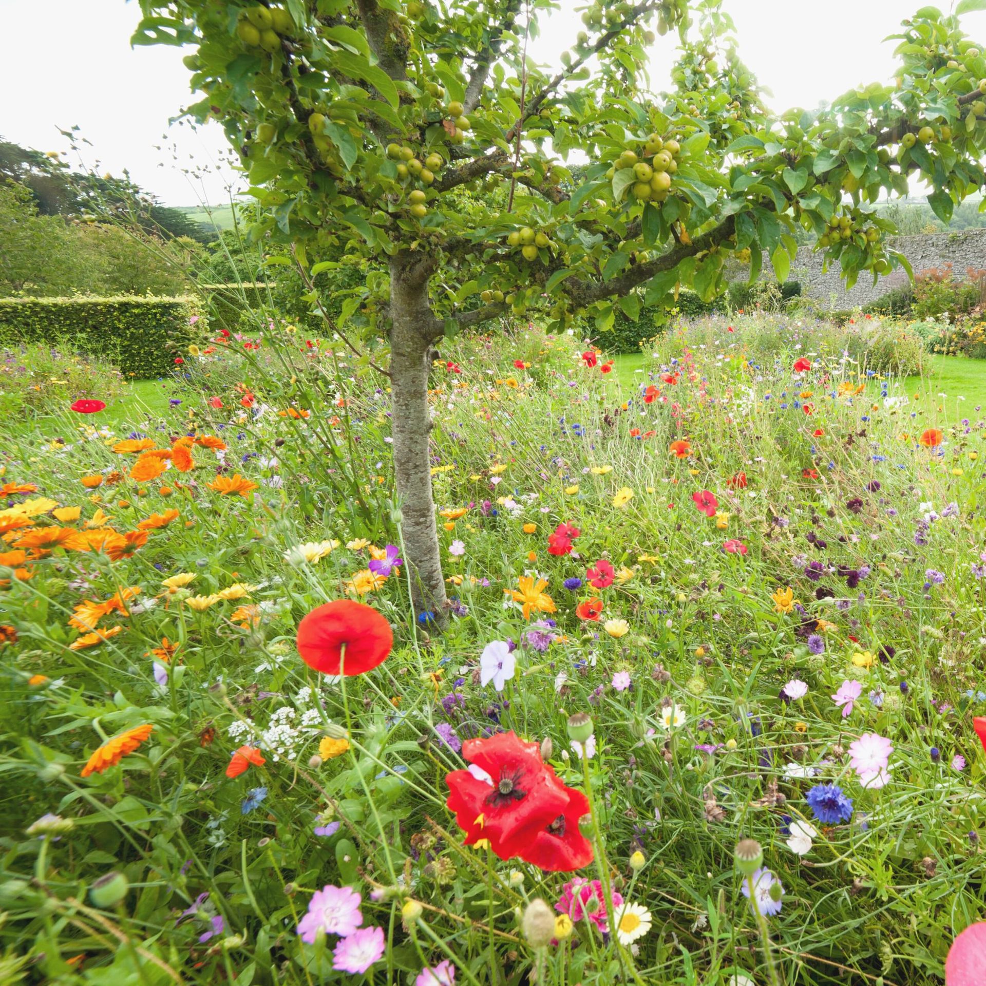 Wildflower garden ideas clever pollinator planting for every garden