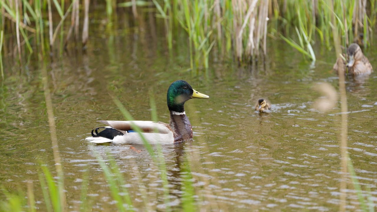 A picture of a family of ducks in a pond. A male duck is in the foreground, a duckling in the middle, with a female duck in the background.
