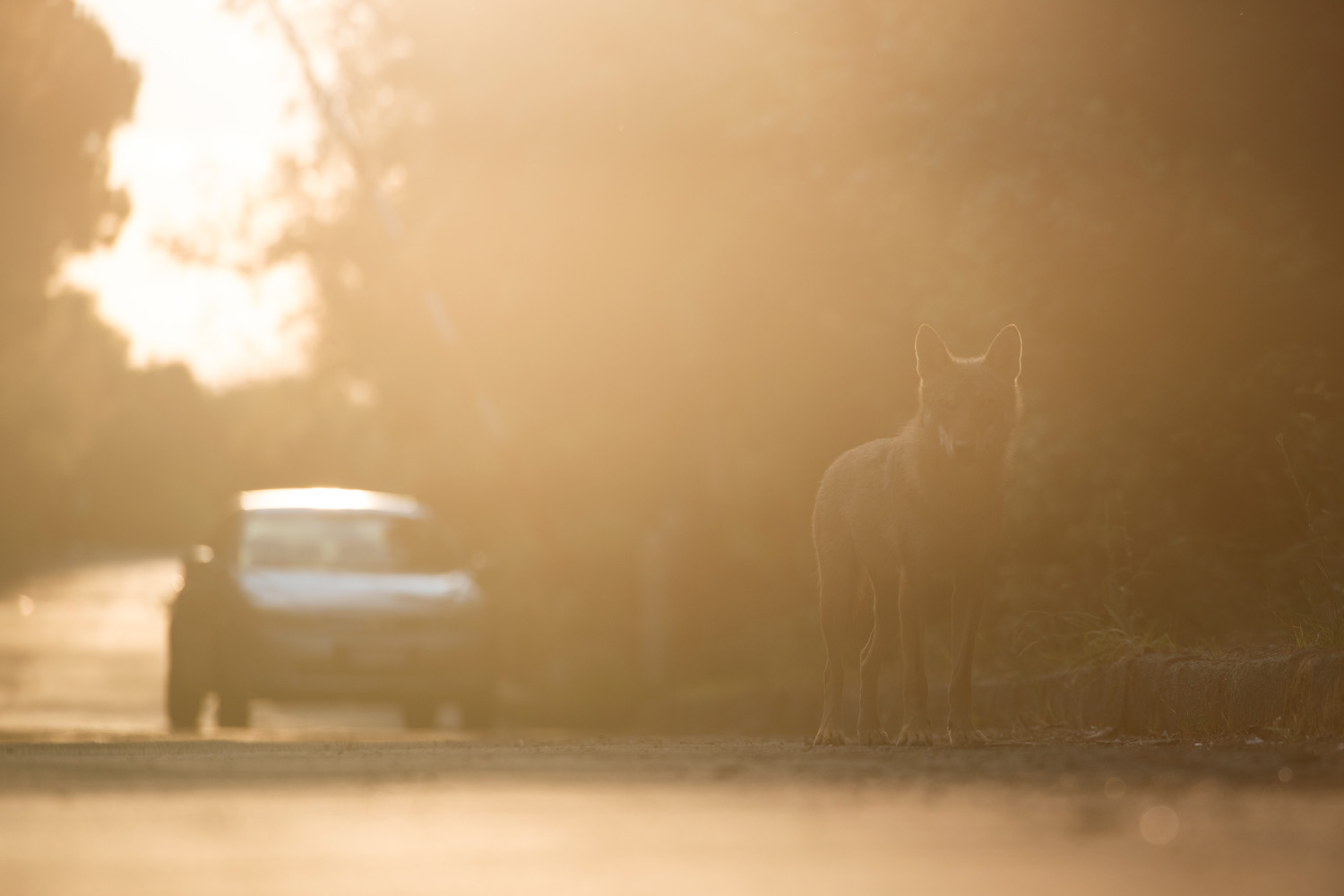 A wild dog at sunrise in Rome