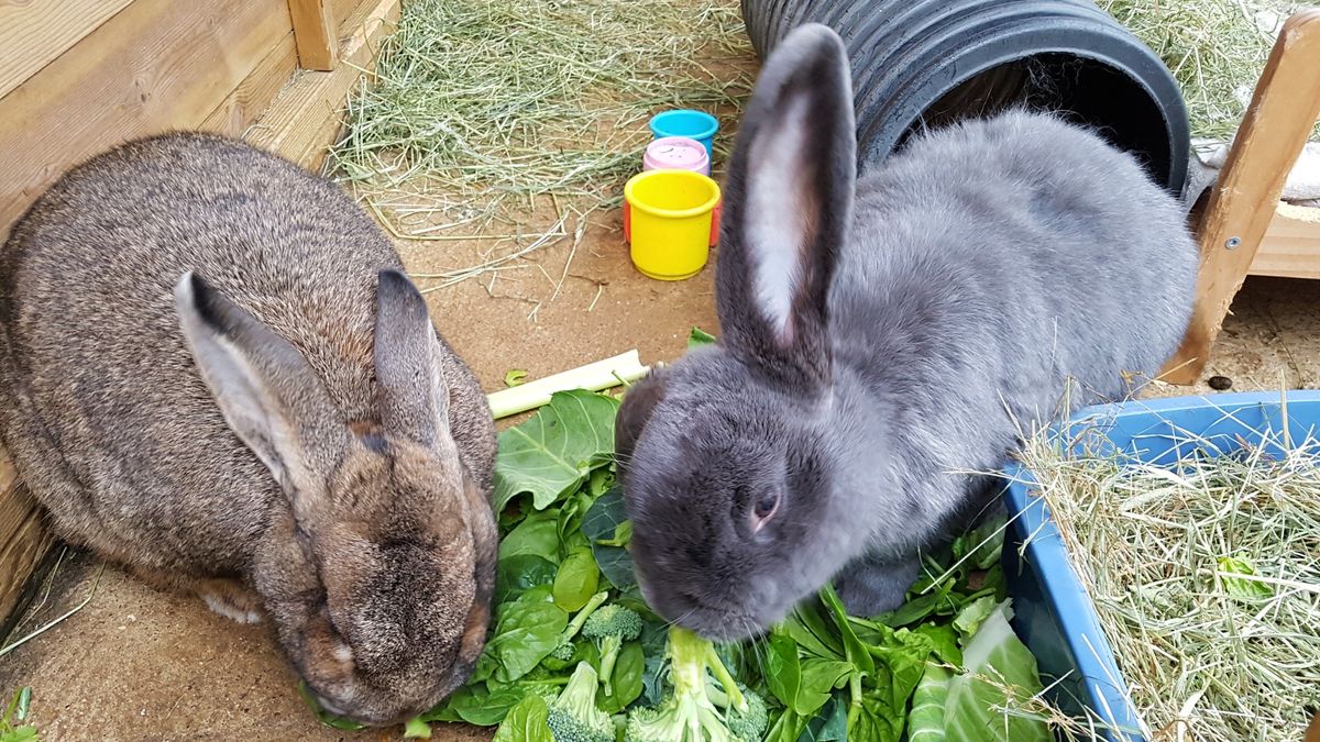 Two rabbits eating greens