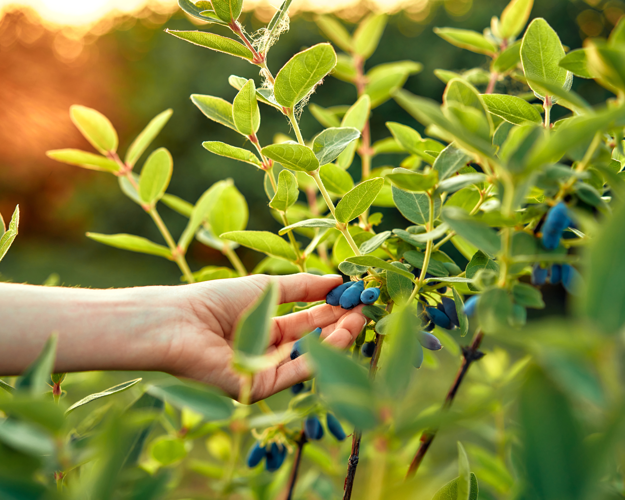 Gardener picks honeyberries from food forest garden