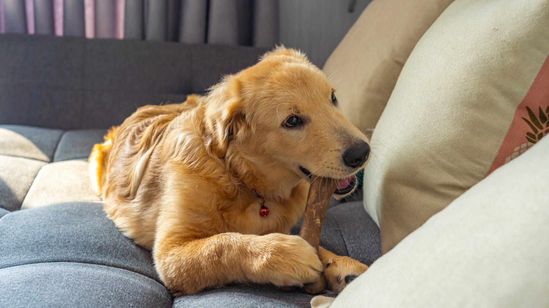 A dog lying on the sofa eating a chew
