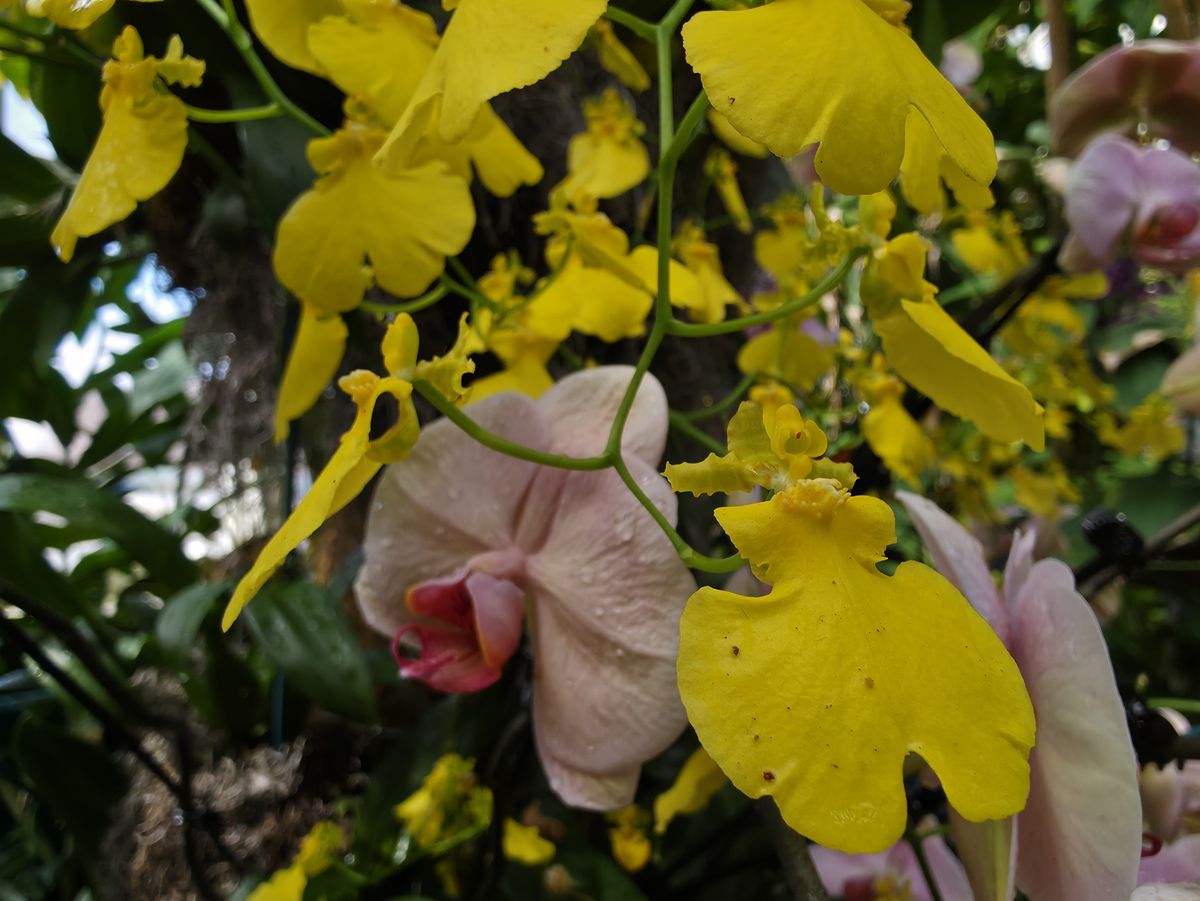 Orchids at the New York Botanical Garden, all photos taken with Samsung Galaxy S25 Ultra