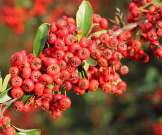 Pyracantha 'Saphyr Rouge'