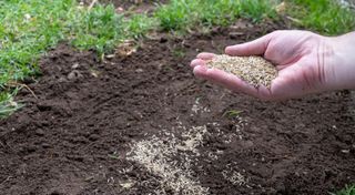 how to plant grass seed: hand sowing seed onto soil