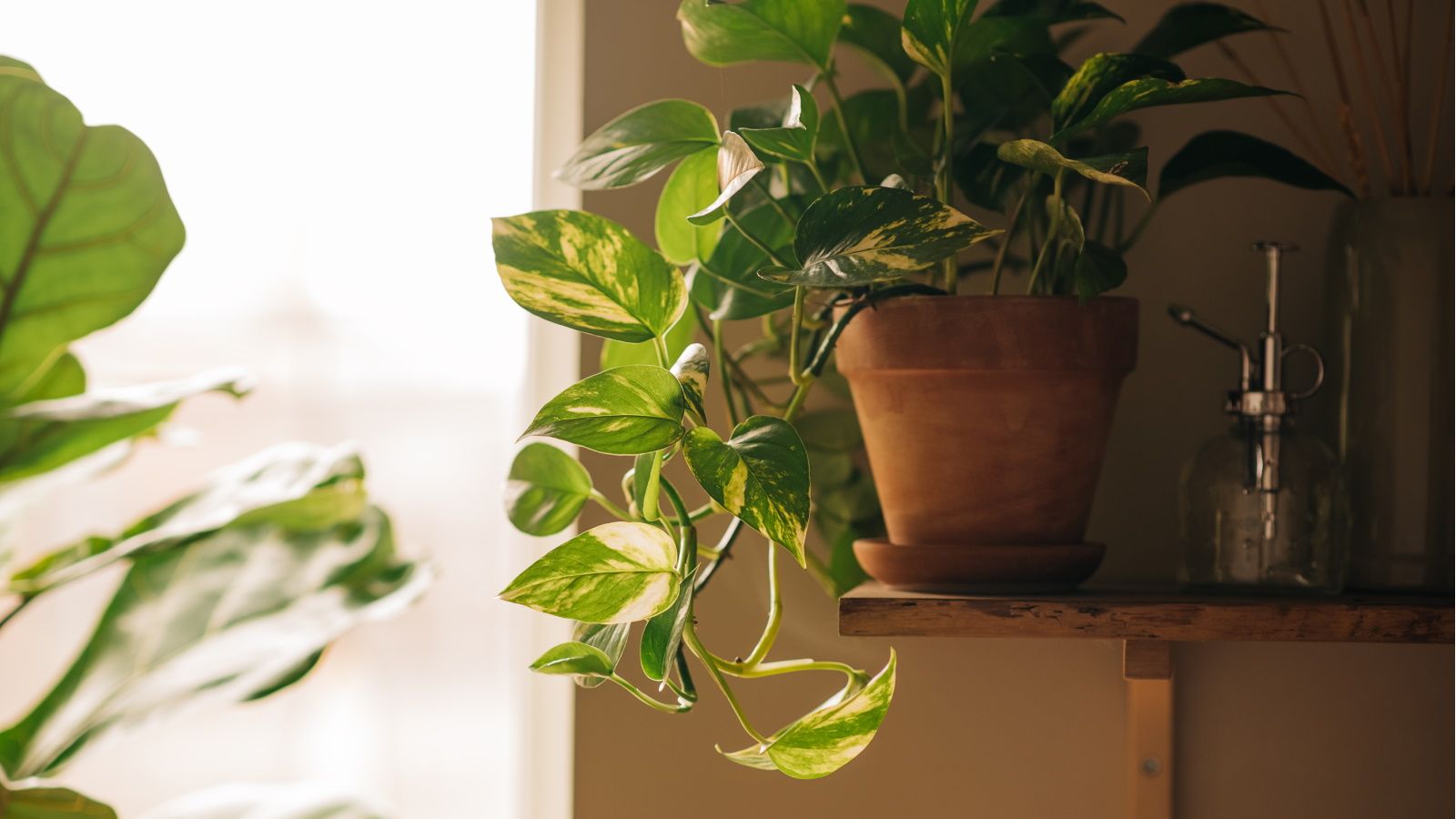 What Your Pothos Needs in April: 5 Simple Steps for Healthier Growth |  Homes and Gardens