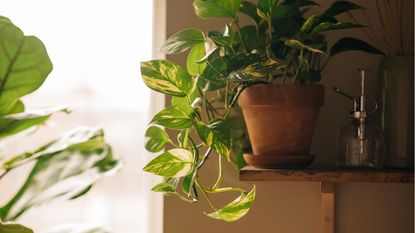 A close up of a pothos plant in a terracotta pot on a wall-mounted wooden shelf, plant water spritzer to the right of the pot, blurred greenery and window in background to the right.