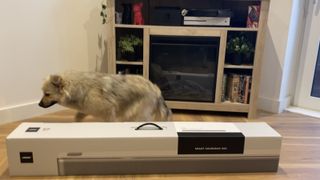 Bose Smart Soundbar 900 in its box beside writer's dog