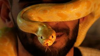 An albino Indian python wrapped around a man's hand and head