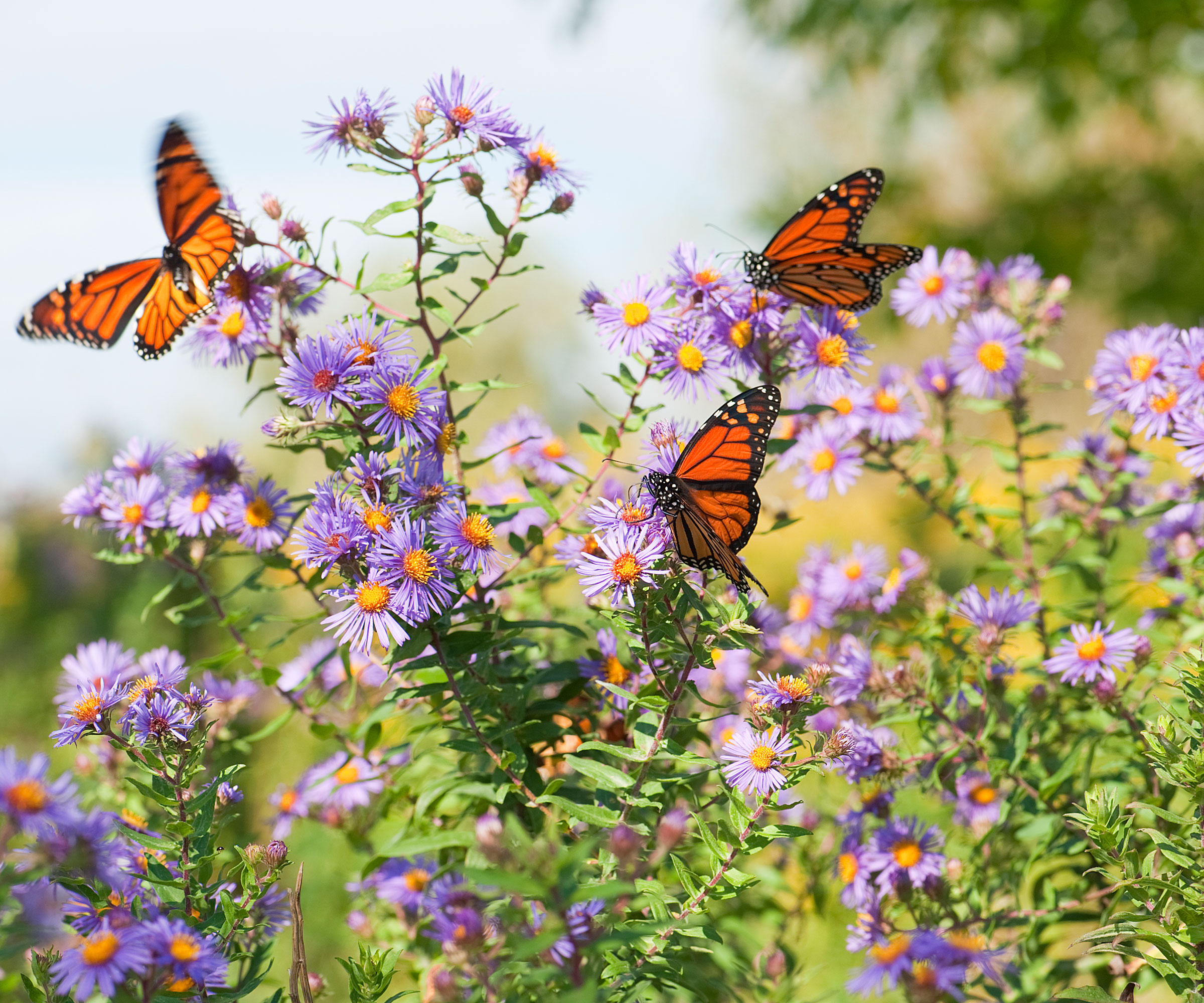 monarch butterflies on flowering asters
