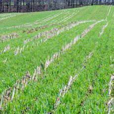 rye cover crop growing over corn field 