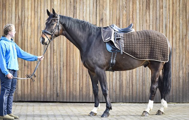 Thermatex trainer rug review