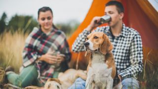 Happy dogs and their companions on a camping in forest