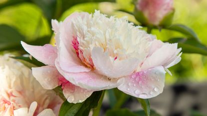 peony in bloom with white and pale pink petals