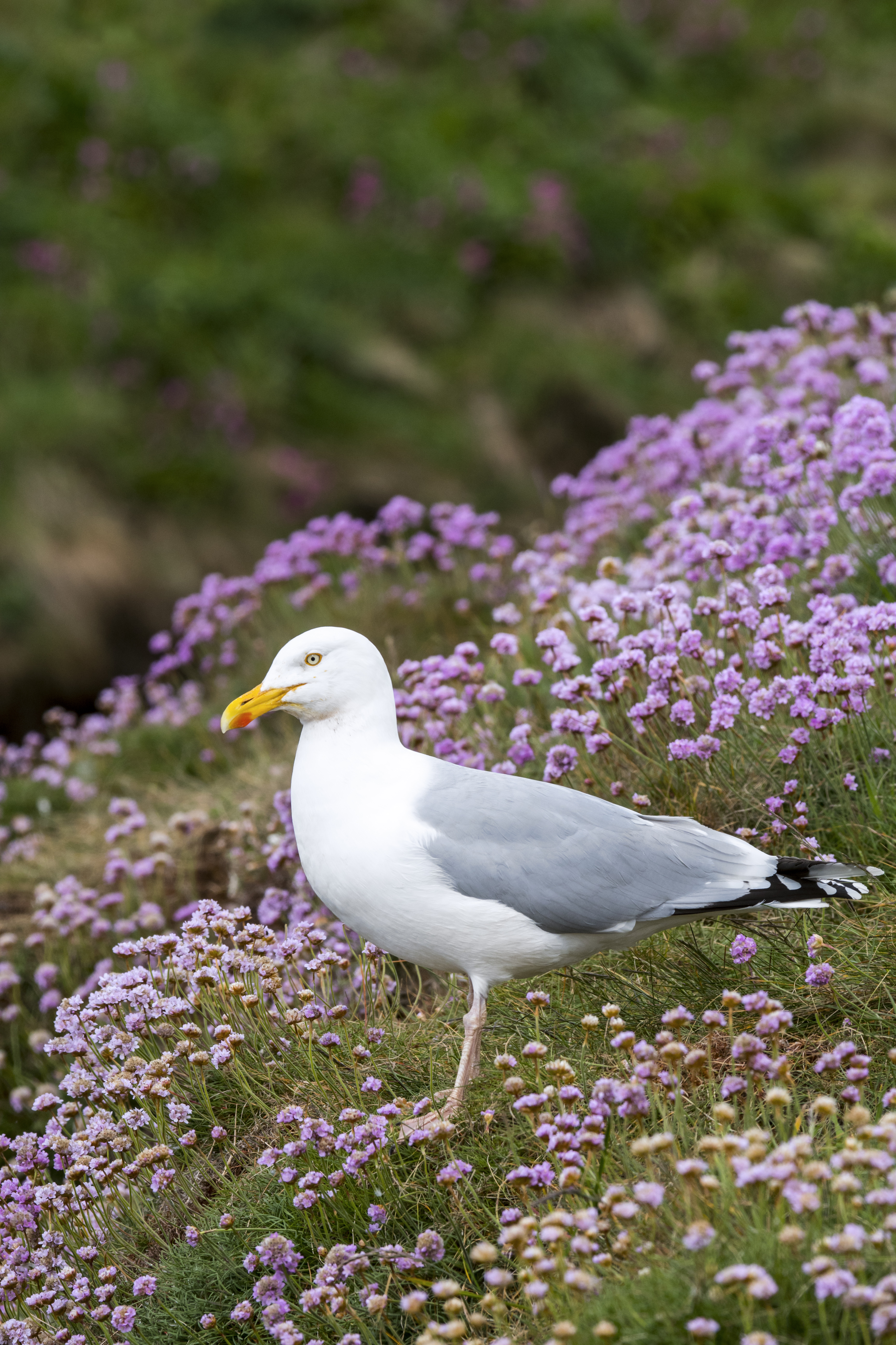 Herring gull
