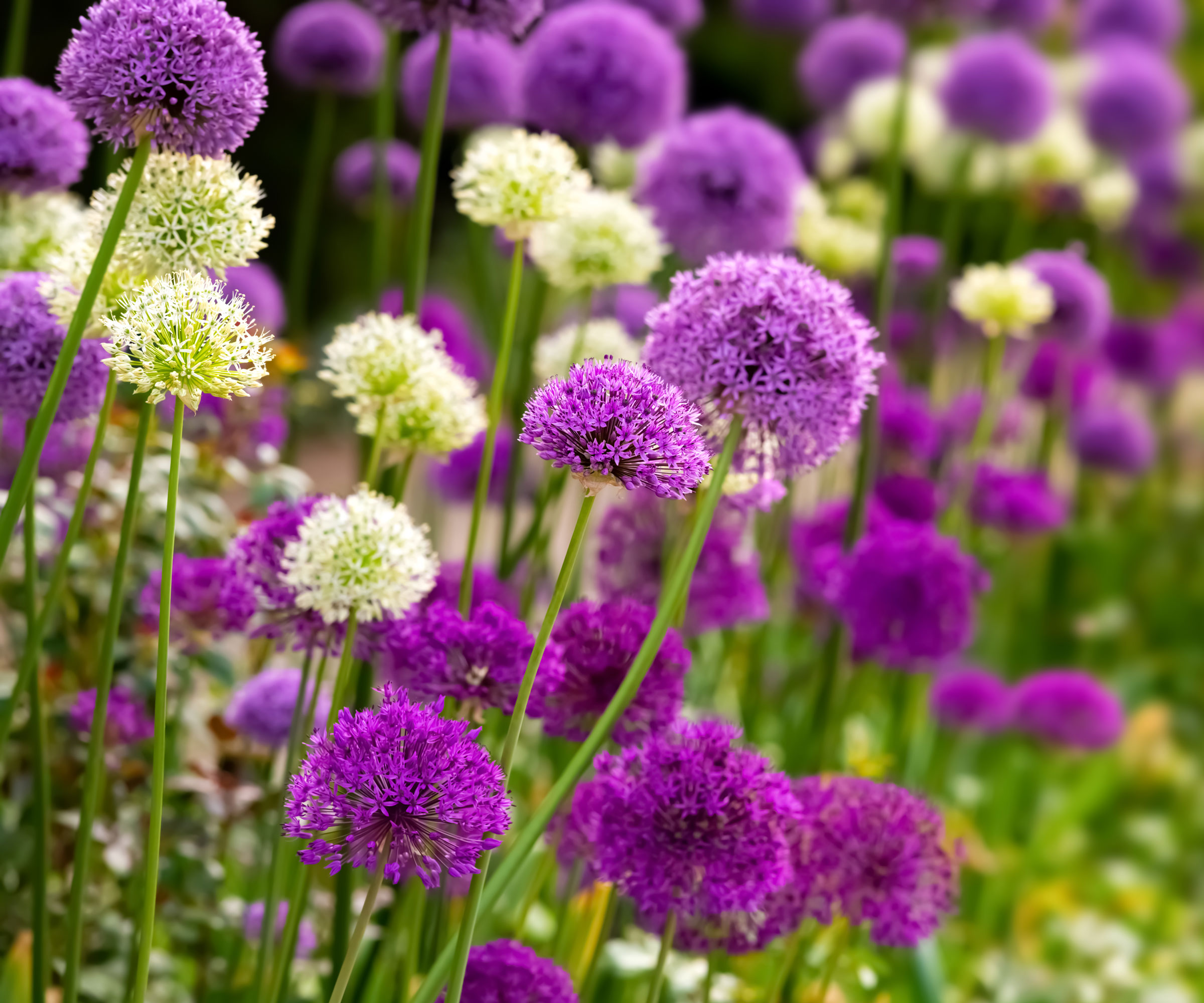 allium flowers in shades of pink, purple and white