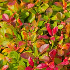 checkerberry foliage showing red leaves