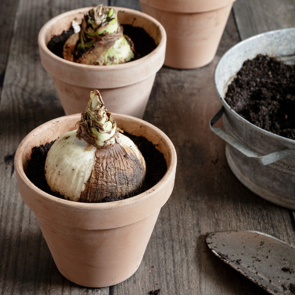 How to plant amaryllis bulbs in pots - a step-by-step guide | Ideal Home