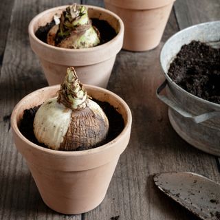 Amaryllis bulbs planted in pots