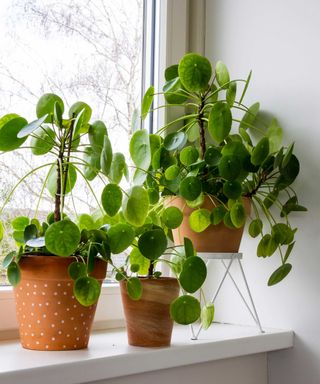 three Chinese money plants in terracotta pots on a windowsill