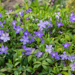 Blue purple lesser periwinkle growing in garden as ground cover plant to prevent weeds