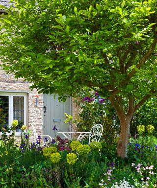 cottage front garden with tree and flowers