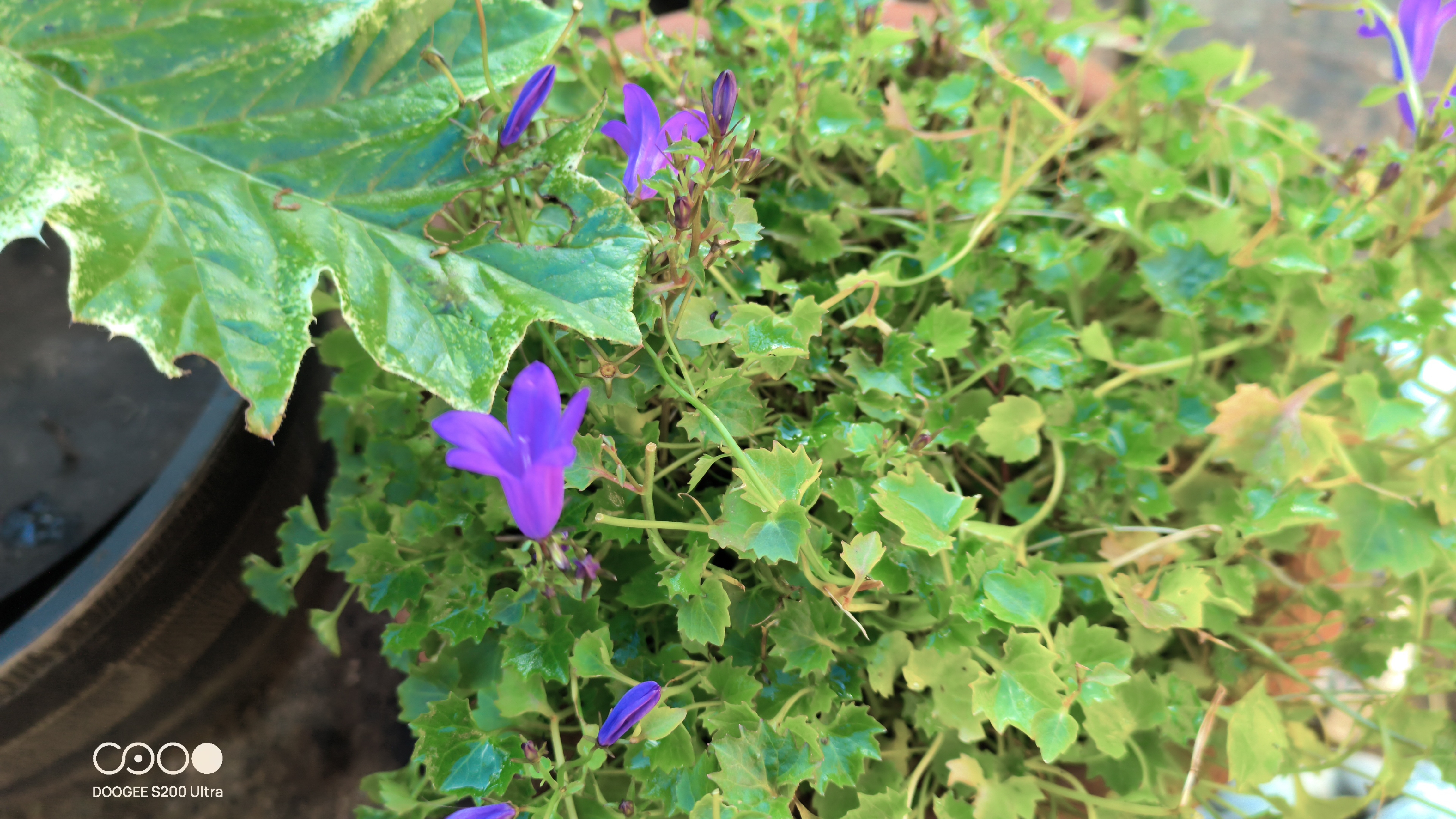 Doogee S200 Ultra Photo Examples