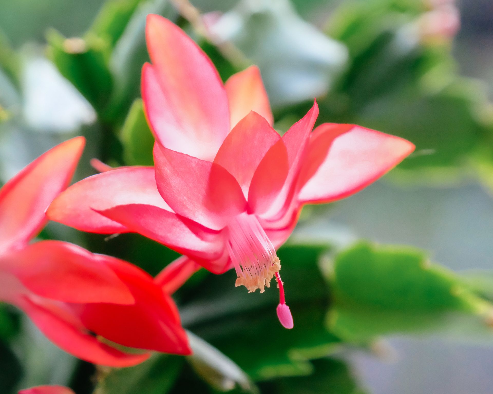 Close up of the flower of a pink Christmas cactus