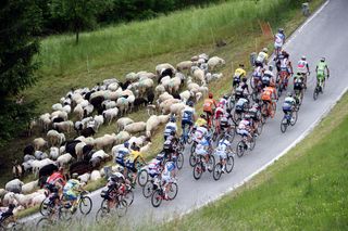 The peloton passes a flock of sheep on stage fifteen of the 2015 Tour of Italy